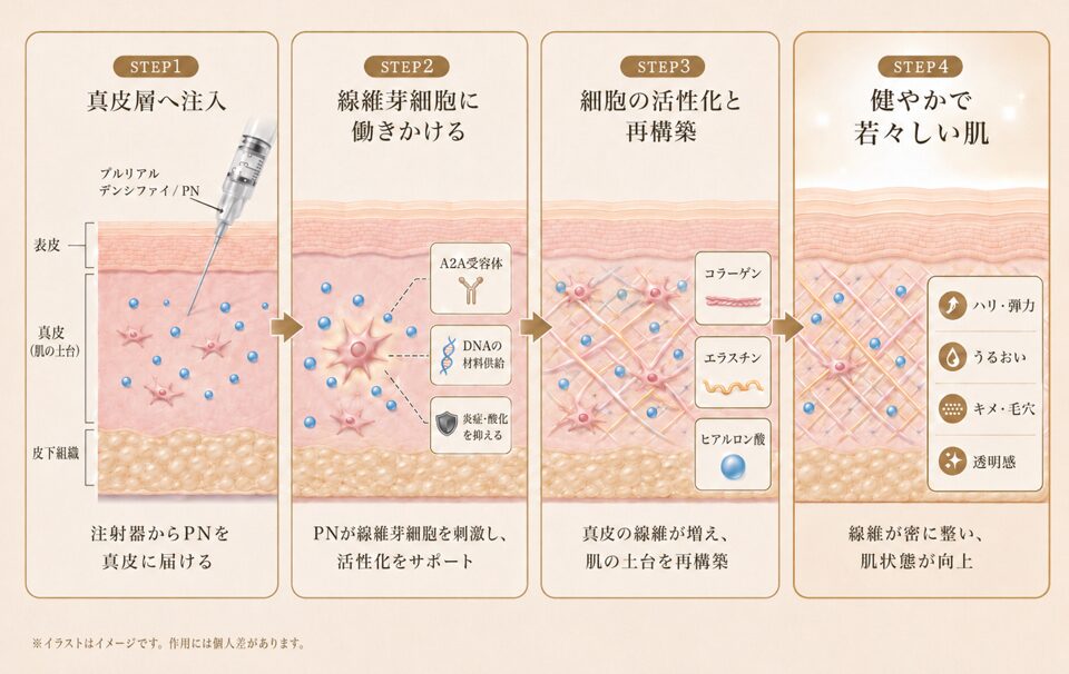 注入した成分が肌の土台に働きかける4つのステップを示す断面図解